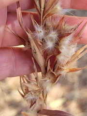 Cymbopogon bombycinus