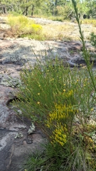Hypericum gentianoides