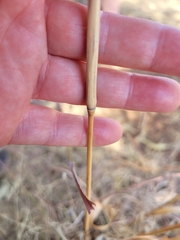 Cymbopogon bombycinus