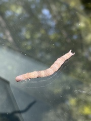 Parallelia bistriaris