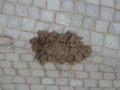 Sceliphron caementarium