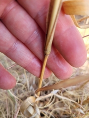 Cymbopogon bombycinus