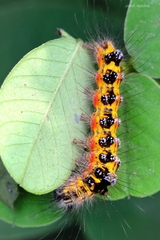 Lepidoptera
