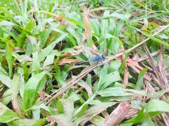 Diplacodes trivialis