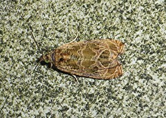 Olethreutes olivaceana