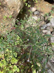 Epilobium coloratum
