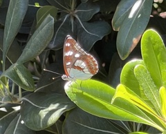 Limenitis reducta
