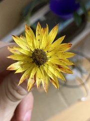Xerochrysum strictum