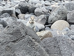 Atlantoxerus getulus