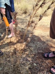 Cymbopogon bombycinus