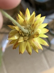 Xerochrysum strictum