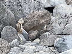 Atlantoxerus getulus