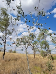 Acacia pyrifolia