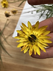 Xerochrysum strictum