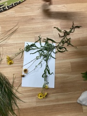 Xerochrysum strictum