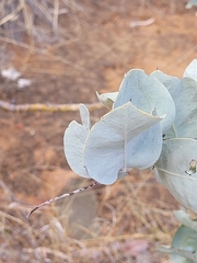 Acacia pyrifolia