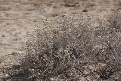 Leucosphaera bainesii