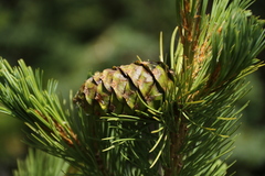 Pinus flexilis
