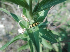 Chlorophorus varius