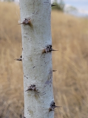 Acacia pyrifolia
