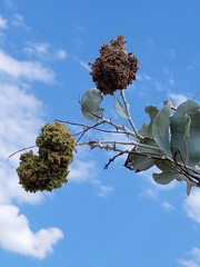 Acacia pyrifolia