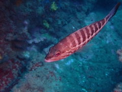 Serranus cabrilla