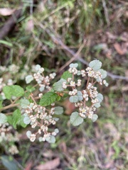Spyridium parvifolium
