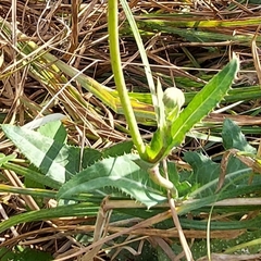 Sonchus arvensis
