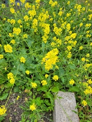 Rhamphospermum arvense