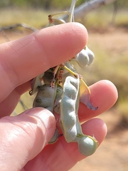 Acacia pyrifolia