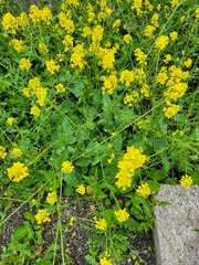 Rhamphospermum arvense