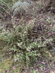 Spyridium parvifolium