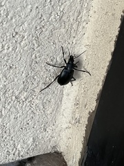 Calosoma