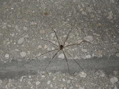 Leuronychus pacificus