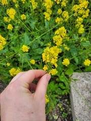 Rhamphospermum arvense