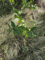 Elaeagnus umbellata
