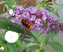 Volucella zonaria