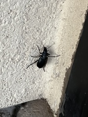 Calosoma