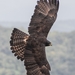 Black Eagle - Photo (c) awayk3n, some rights reserved (CC BY), uploaded by awayk3n