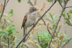 Curruca communis communis