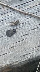 Chorthippus brunneus