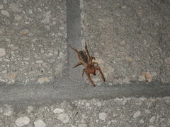 Eremobatidae