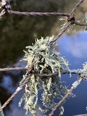 Ramalina farinacea