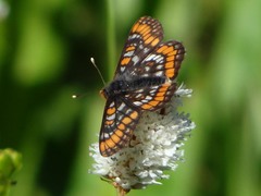 Euphydryas gillettii