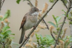 Curruca communis communis