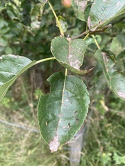 Malus sylvestris