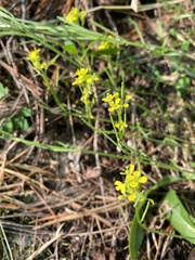 Sisymbrium officinale