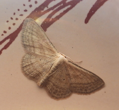 Scopula virgulata