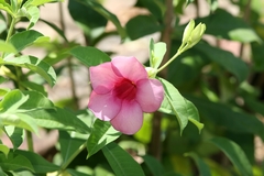 Allamanda blanchetii