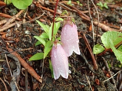 Campanula punctata hondoensis